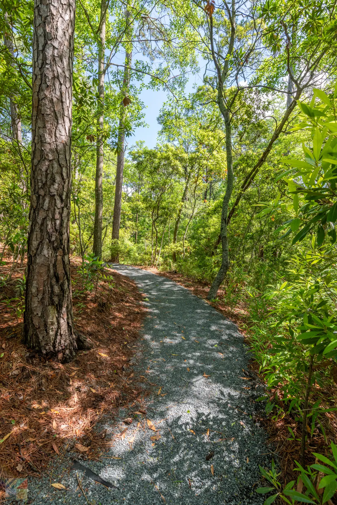 Kitty Hawk Woods